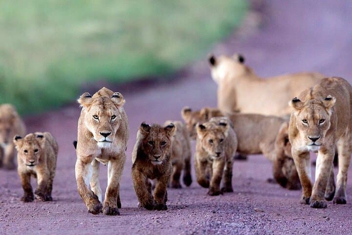 6-Day Luxury Tanzania Safari: Tarangire, Ngorongoro & Serengeti Wildlife Tour photo 5
