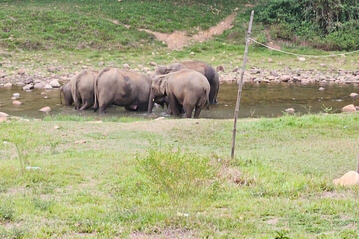 Anakkulam Wild Elephant Jeep Safari: Munnar Wildlife, Waterfalls & Tea Ridge Views photo 5