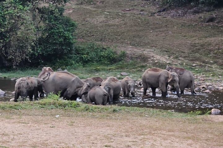 Anakkulam Wild Elephant Jeep Safari: Munnar Wildlife, Waterfalls & Tea Ridge Views