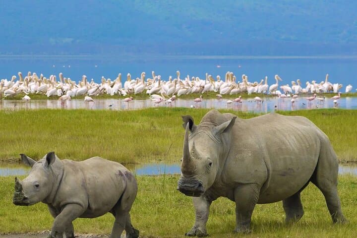 6-Day Luxury Tanzania Safari: Tarangire, Ngorongoro & Serengeti Wildlife Tour photo 6
