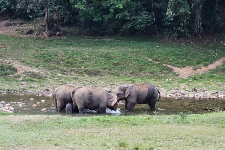 Anakkulam Wild Elephant Jeep Safari: Munnar Wildlife, Waterfalls & Tea Ridge Views photo 2