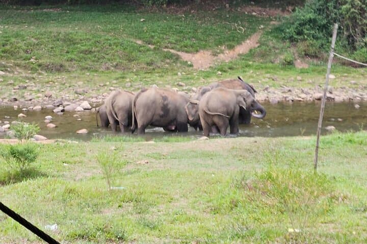 Anakkulam Wild Elephant Jeep Safari: Munnar Wildlife, Waterfalls & Tea Ridge Views photo 4
