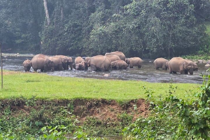 Anakkulam Wild Elephant Jeep Safari: Munnar Wildlife, Waterfalls & Tea Ridge Views photo 6