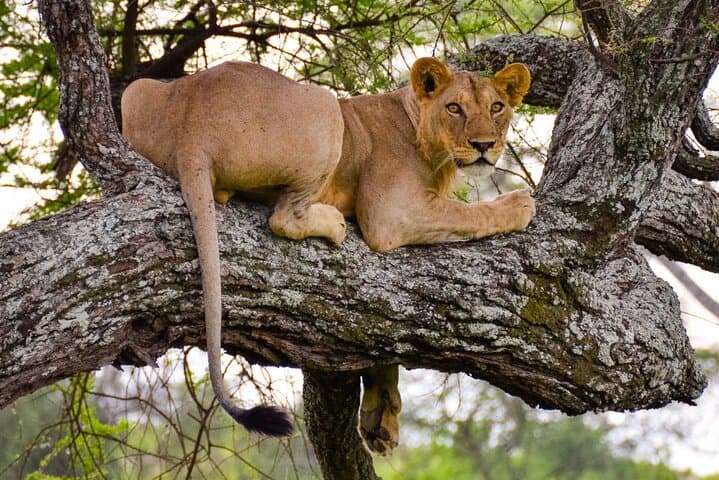 Half-Day Game Drive in Nairobi National Park: City Skyline Meets Wildlife
