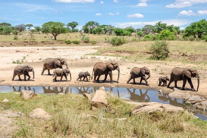 Day Safari to Tarangire National Park from Arusha: Elephants, Baobabs & River Game Drives photo 3