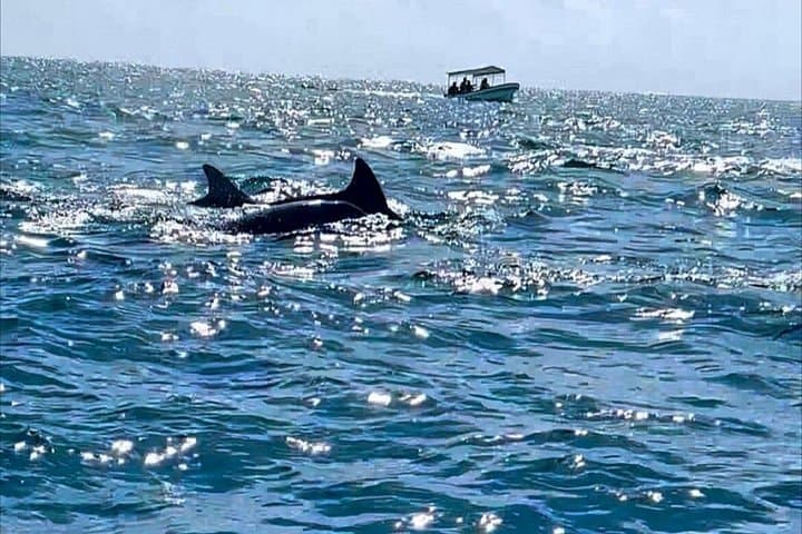 Matemwe Afternoon Dolphin Cruise, Jozani Forest & Kuza Cave Tour photo 6