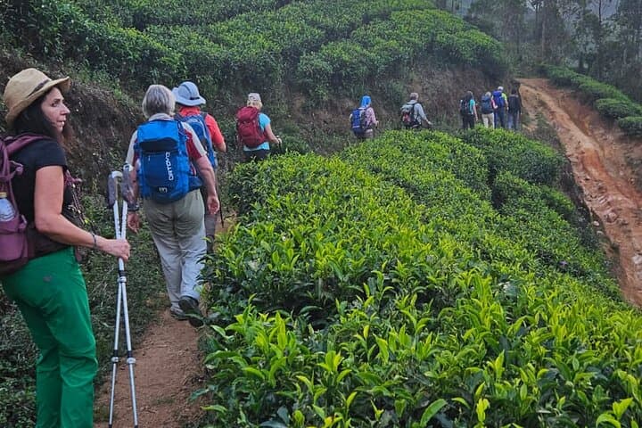Half-Day Waterfall Hike in Munnar: Tea Trails to Viriparai Falls