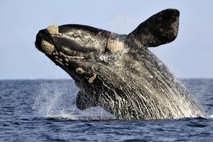 Hermanus Whale Watching: Best Boat Tours May–December