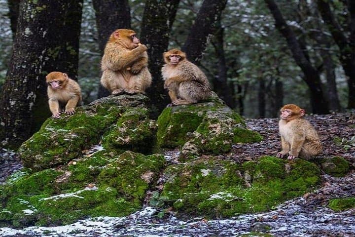 Fez to the Middle Atlas: Day Trip to Ifrane, Azrou & Imouzzer Cedar Forests photo 4