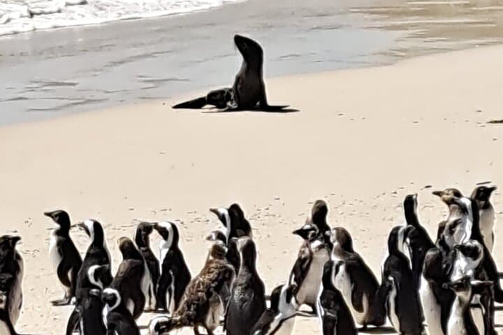 Cape Peninsula Day Tour from Cape Town — Chapman’s Peak, Boulders Beach & Cape Point photo 2