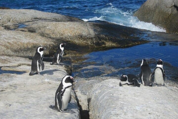Cape Point and Penguins Full-Day Tour — Boulders Beach, Chapman's Peak & Cape of Good Hope photo 4