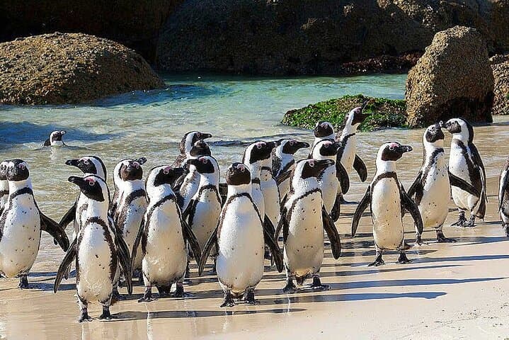 Cape Point and Penguins Full-Day Tour — Boulders Beach, Chapman's Peak & Cape of Good Hope photo 3