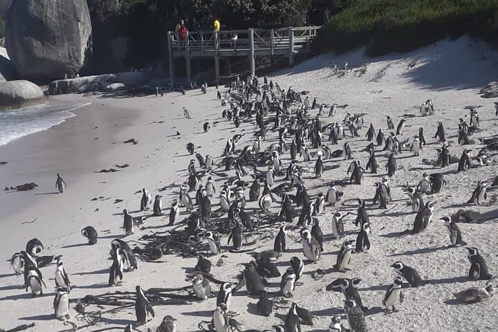 Cape Peninsula Day Tour from Cape Town — Chapman’s Peak, Boulders Beach & Cape Point photo 5
