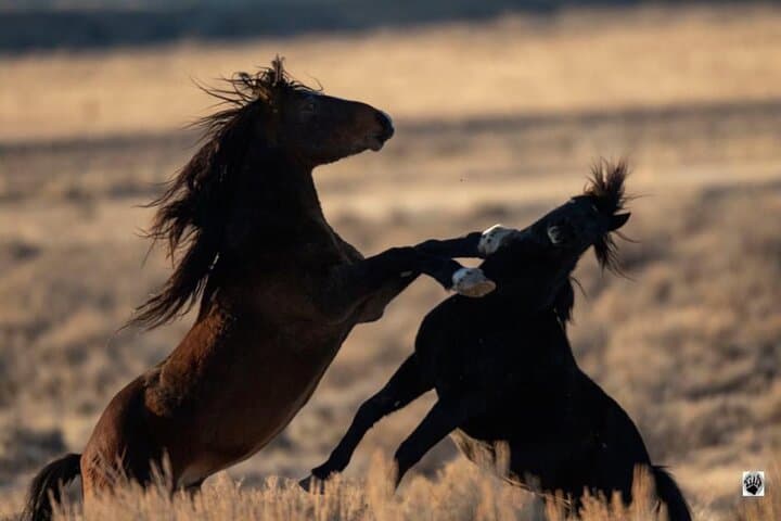 Red Canyon Wild Mustang Safari: Cody McCullough Peaks Eco Tour photo 1