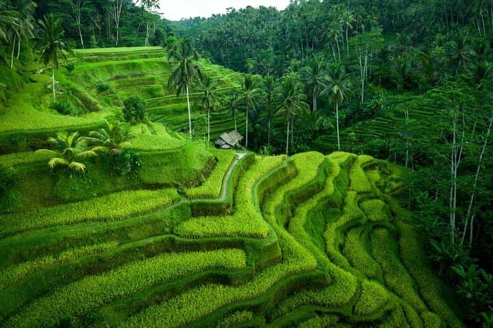 Ubud Temple & Waterfall Day Tour — Tegenungan, Tegalalang & Tirta Empul photo 3