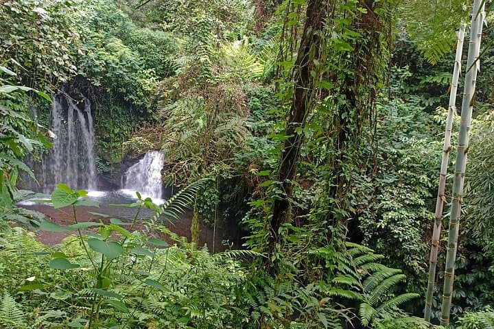 Jungle Trek to Jatiluwih Rice Terraces — 6-Hour Trek in Tabanan, Bali