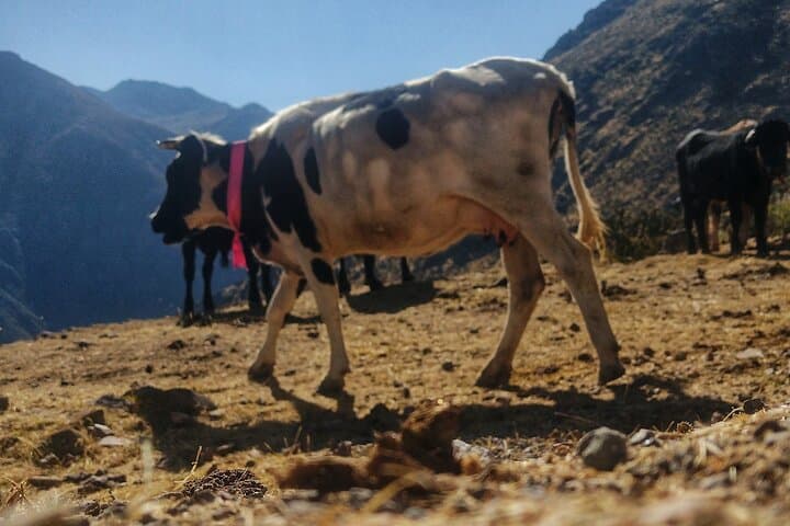 Marcahuasi Hiking Trail — Full-Day Plateau Trek from Lima photo 5