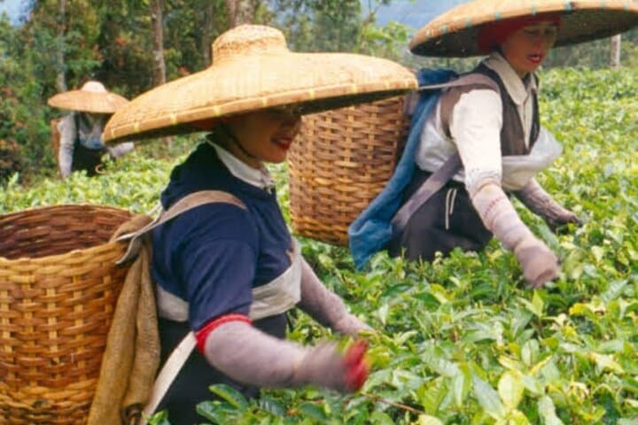 Puncak Tea Plantation & Tandem Paragliding: Bogor Day Trip with Private Driver photo 2