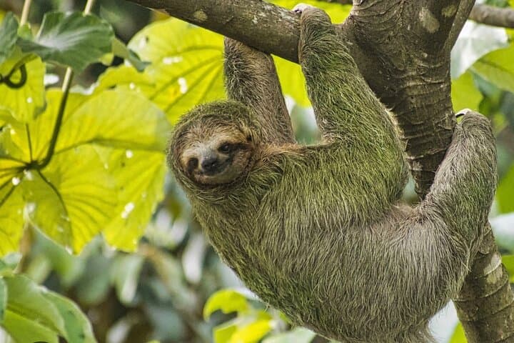 Roatan Local Island Tour: Beach Breaks, Rum Tastings & Wildlife