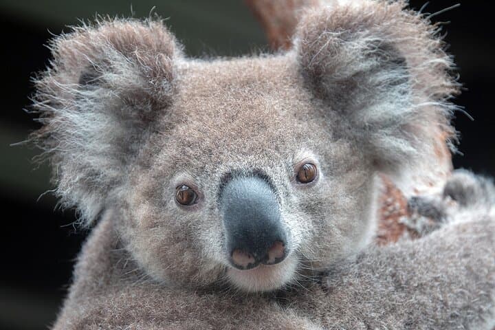 One-Day Australia Nature & Wildlife Private Tour from Sydney