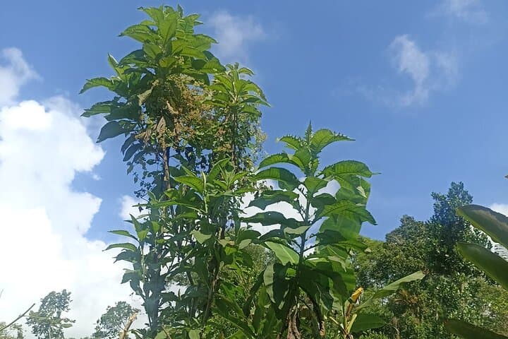 Jungle Trek to Jatiluwih Rice Terraces — 6-Hour Trek in Tabanan, Bali photo 2