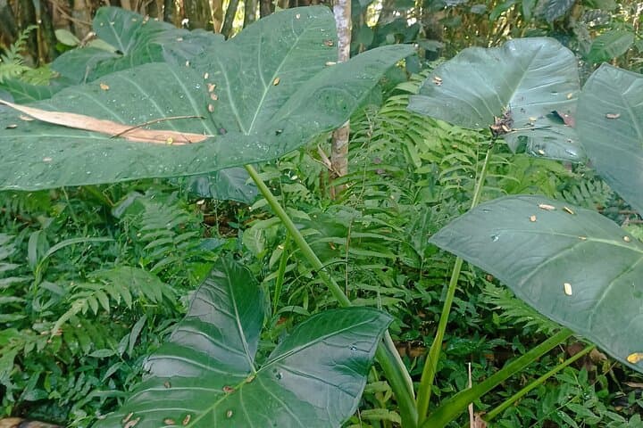 Jungle Trek to Jatiluwih Rice Terraces — 6-Hour Trek in Tabanan, Bali photo 3