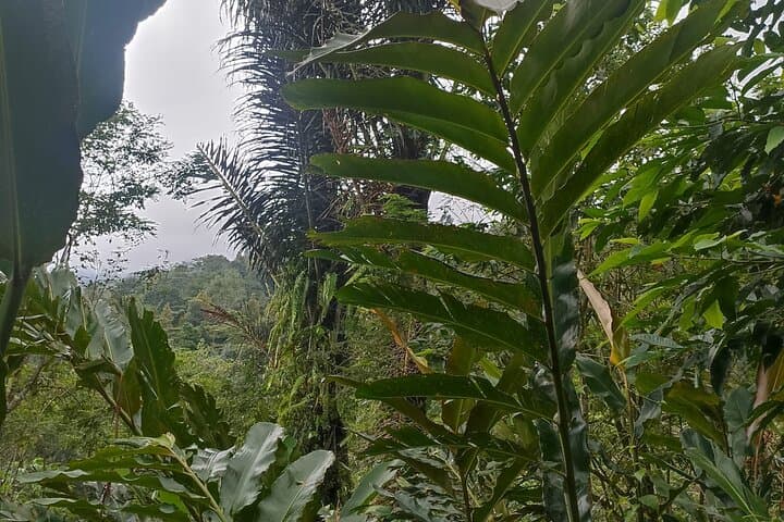 Jungle Trek to Jatiluwih Rice Terraces — 6-Hour Trek in Tabanan, Bali photo 5