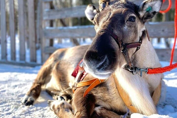 Arctic Animals Adventure: Husky & Reindeer Farm Visit with Ranua Zoo Lunch photo 6