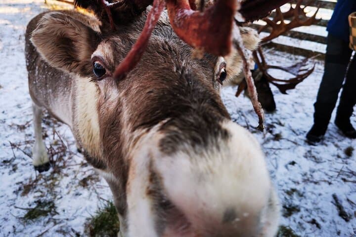 Arctic Huskies & Reindeer Farm Visit in Rovaniemi — Morning Sleigh Rides and Local Stories photo 4