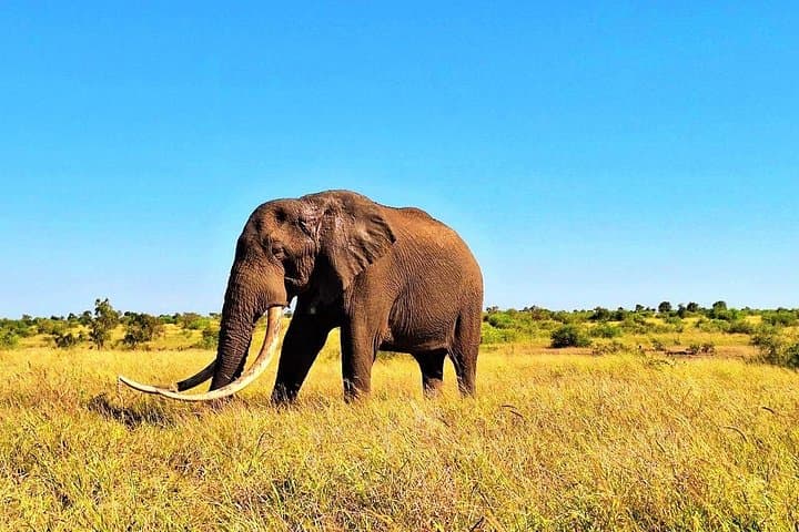 Kruger Park Full Day Guided Safari: Early-Morning Big Five Game Drive from Hazyview photo 1