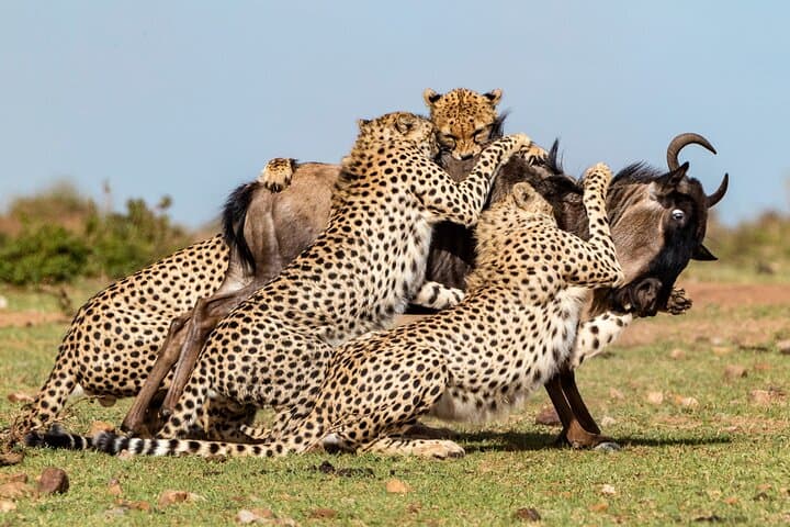 3-Day Masai Mara Luxury Jeep Safari: Big Five, Migration & Maasai Culture photo 2