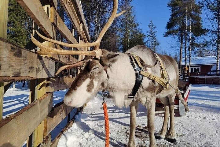 Rovaniemi Reindeer Safari: 1-Hour Sleigh Ride & Farm Visit at the Arctic Circle