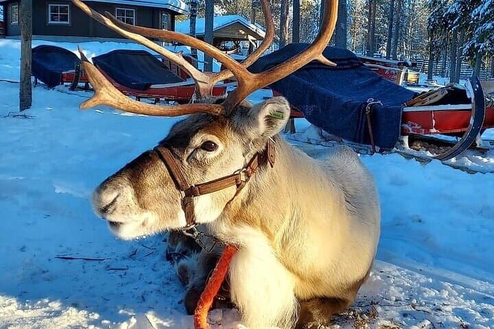 Rovaniemi Reindeer Safari: 1-Hour Sleigh Ride & Farm Visit at the Arctic Circle photo 4