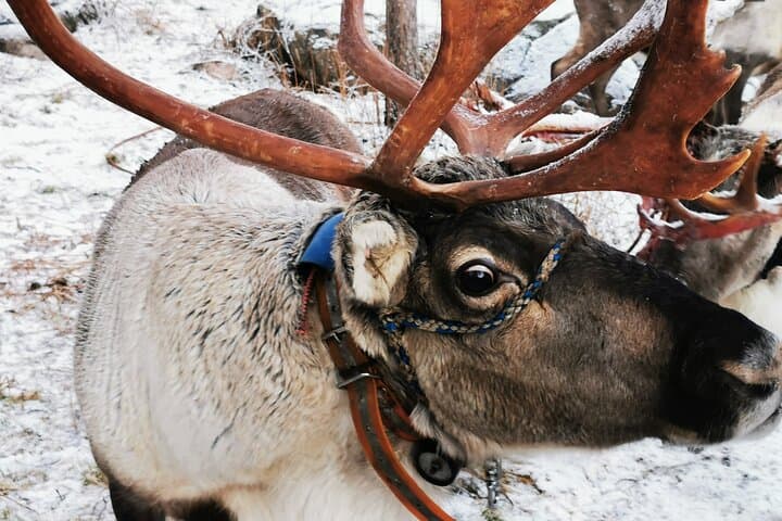 Arctic Animals Adventure: Husky & Reindeer Farm Visit with Ranua Zoo Lunch photo 5