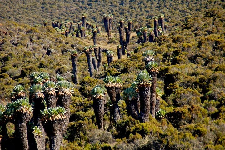 6-Day Machame Route: Private Mount Kilimanjaro Climb to Uhuru Peak photo 5