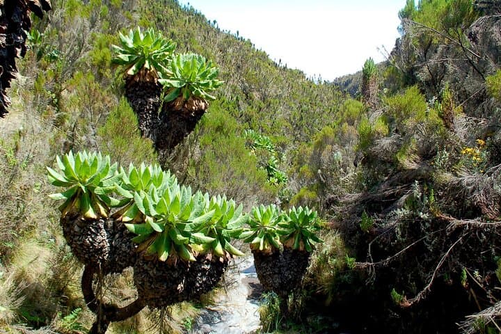6-Day Machame Route: Private Mount Kilimanjaro Climb to Uhuru Peak photo 6