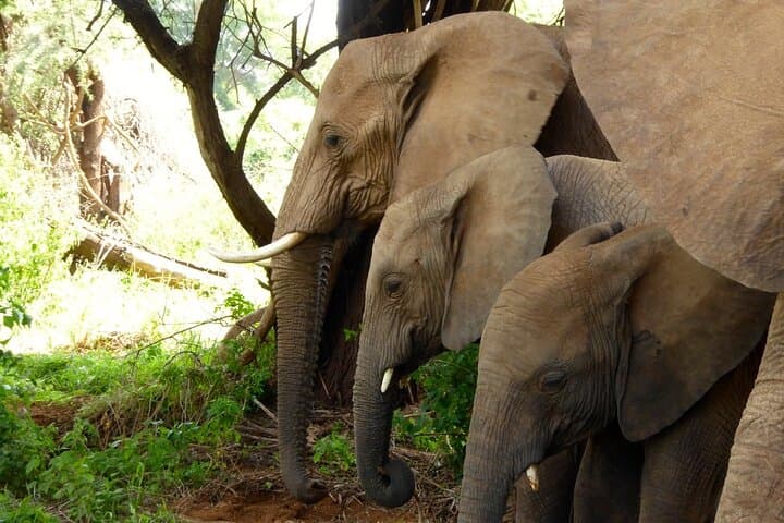 8-Day Best of Kenya Flying Safari — Samburu, Masai Mara & Amboseli photo 6