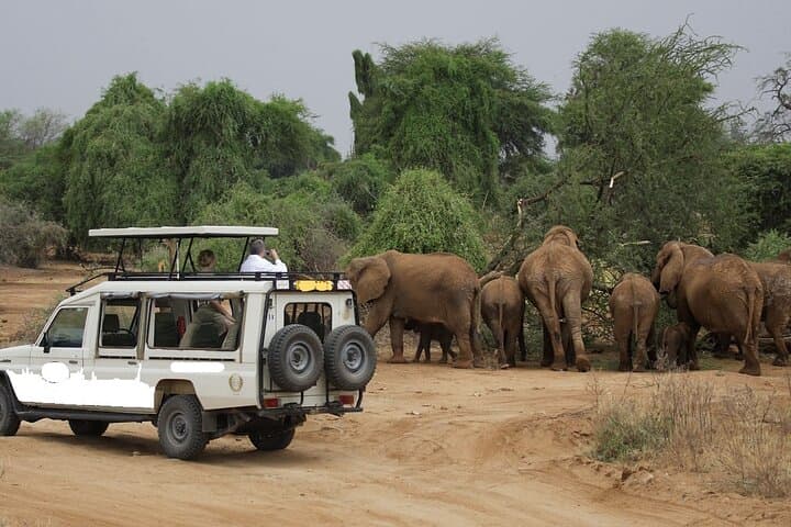 12-Day Kenya Big Five Safari: Samburu to Masai Mara Wildlife Tour