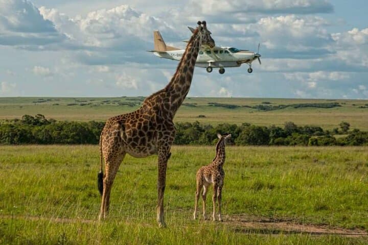 Kenya Flying Safari: 8-Day Samburu, Masai Mara & Amboseli Lodge Adventure