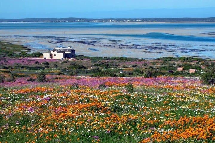Cape West Coast Flower Tour — West Coast National Park Wildflower Day Trip photo 3