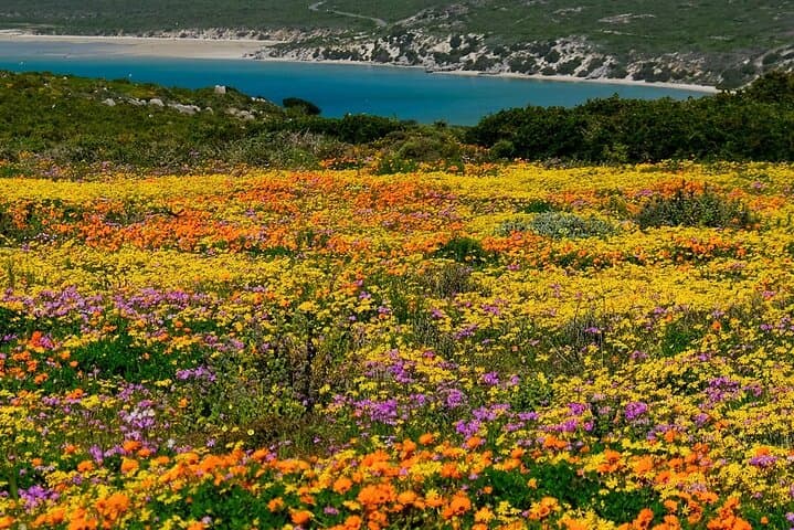 Cape West Coast Flower Tour — West Coast National Park Wildflower Day Trip photo 1