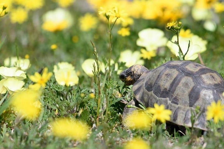 Cape West Coast Flower Tour — West Coast National Park Wildflower Day Trip photo 4