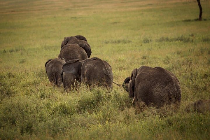 3-Day Safari: Tarangire, Lake Manyara & Ngorongoro Crater photo 1