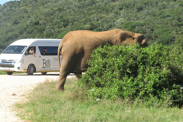 5-Day Garden Route & Addo Elephant National Park Tour from Cape Town