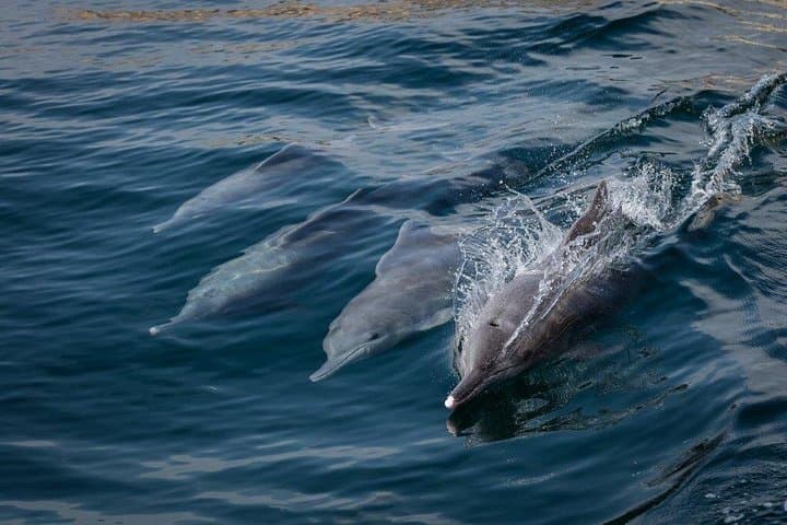 Dolphin Watching and Snorkeling Cruise from Muscat to Bandar Khairan photo 2