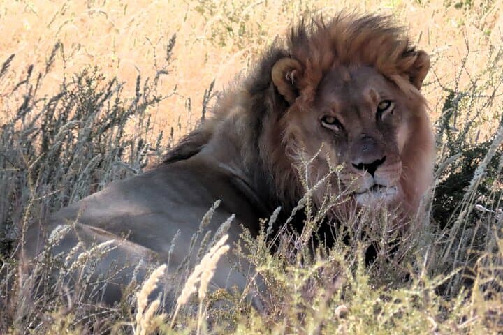 Kgalagadi Kalahari 4x4 Wildlife Safari: Remote Game Drives from Upington