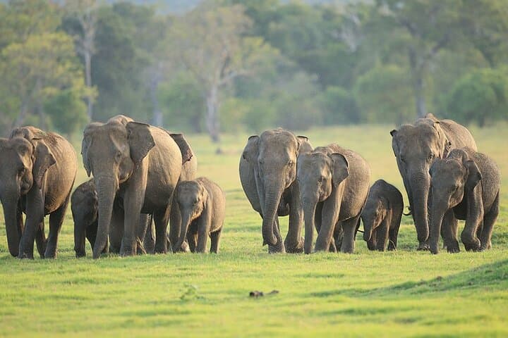 4-Day Sri Lanka Circuit: Sigiriya, Kandy & Bentota Adventure photo 2