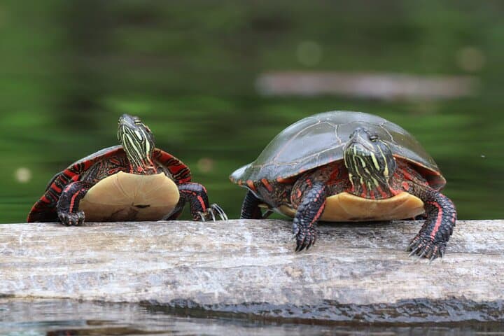 Petrie Island Kayak Tour — Turtle Watching on Ottawa's Ecological Reserve photo 3