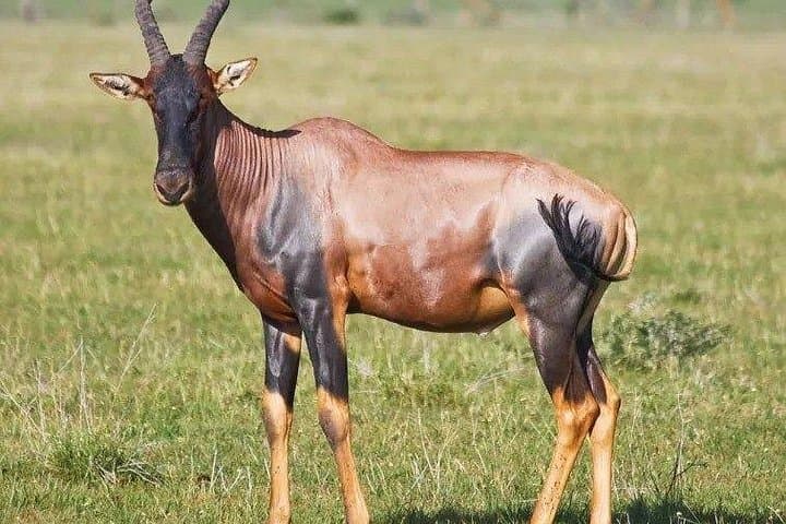 3-Day Masai Mara Private Safari in Landcruiser — Mid-Range Big Five Game Drives photo 2