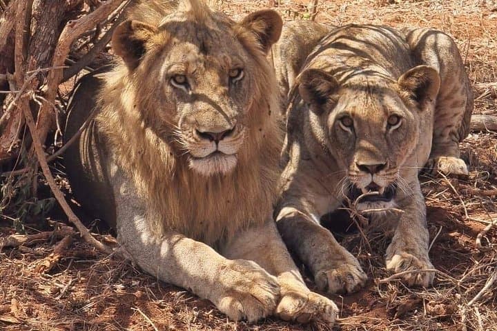 3-Day Masai Mara Private Safari in Landcruiser — Mid-Range Big Five Game Drives photo 4